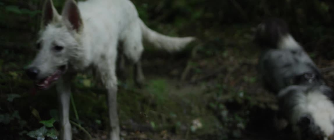 The three dogs run through the mud