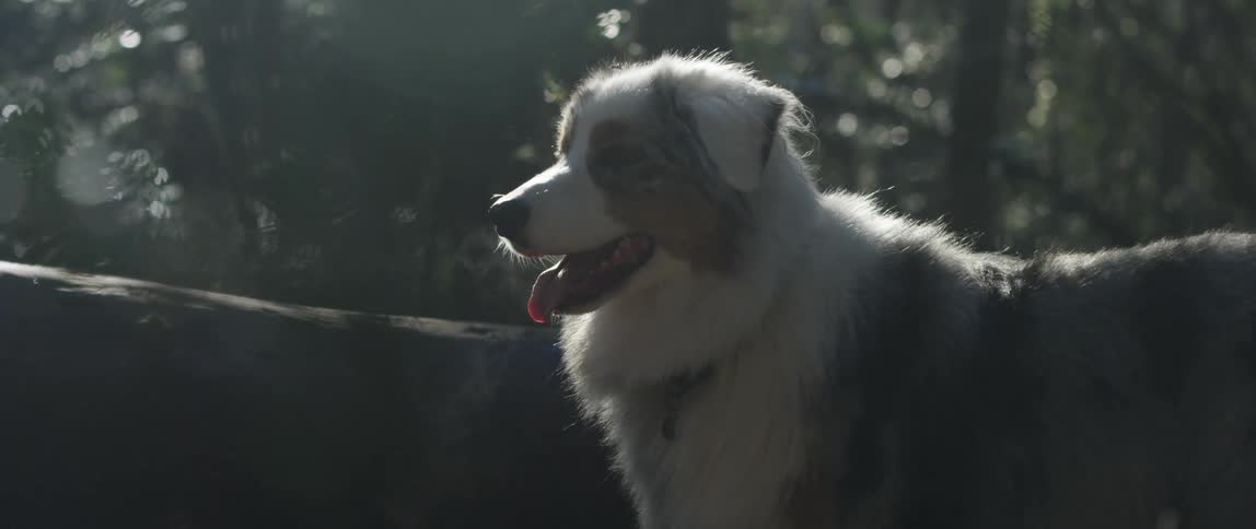 The dog is standing by the tree