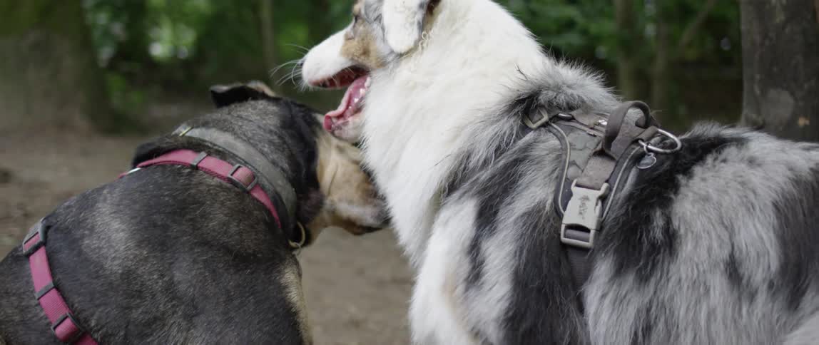 Two dogs playing in a forest engaging in playful bites and pawing at each other