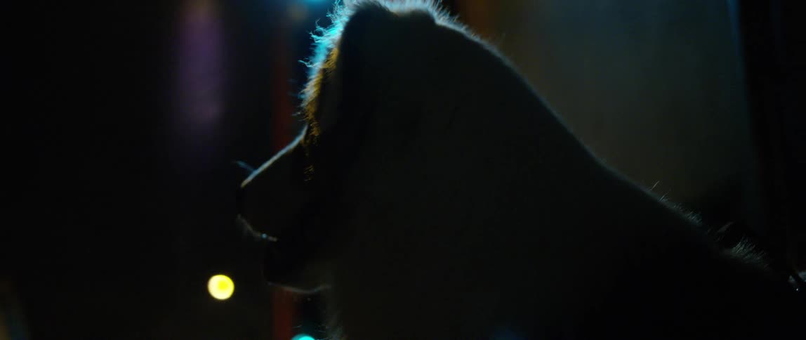 A dog sitting while waiting in the street at night framed only by city lights