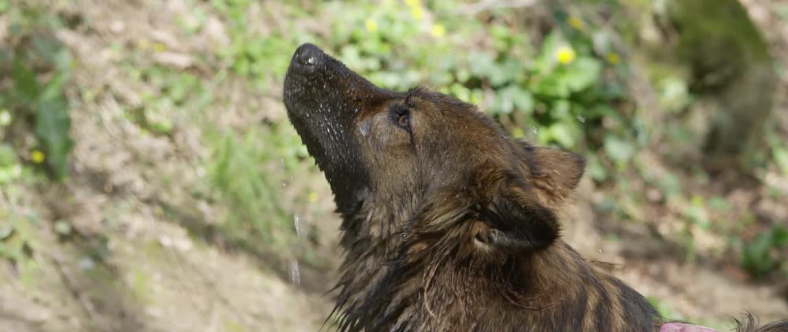 Dog drinks water from a waterfall