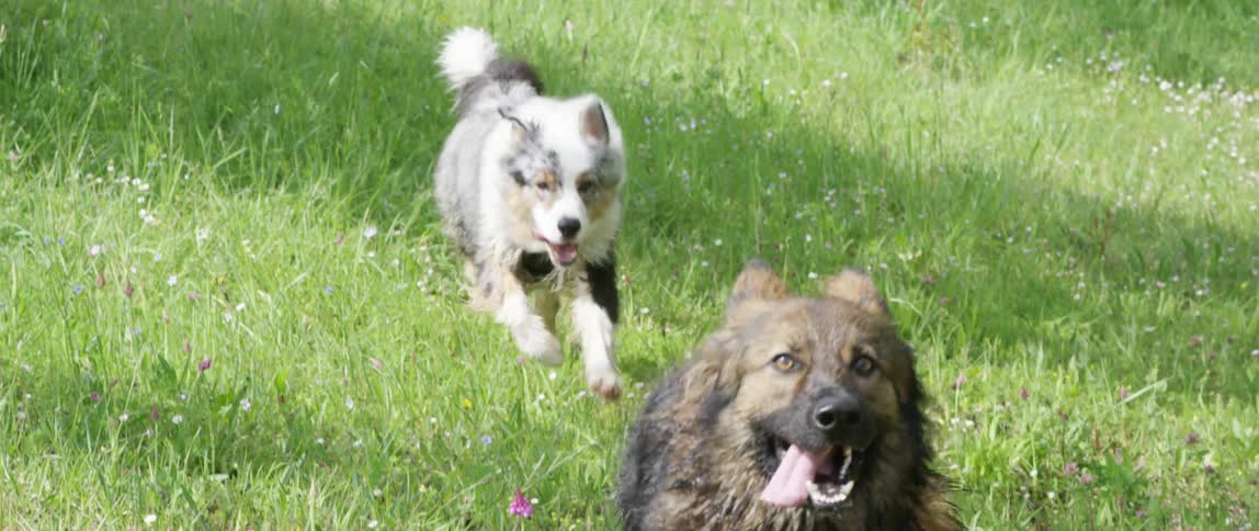 Two dogs running on the grass