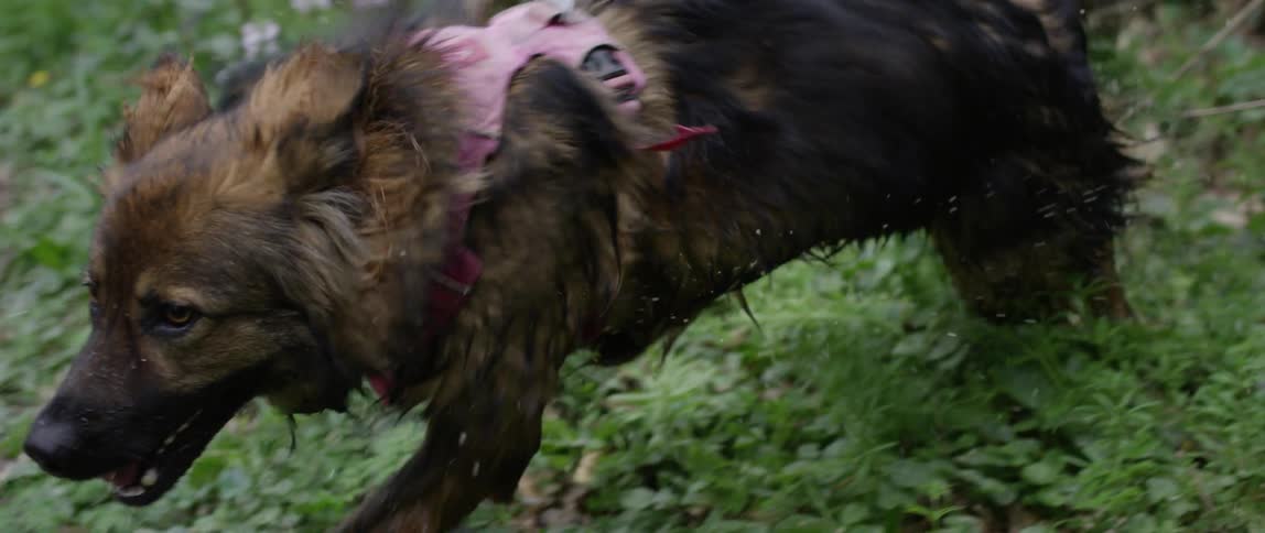 Dog coming out of the bushes running