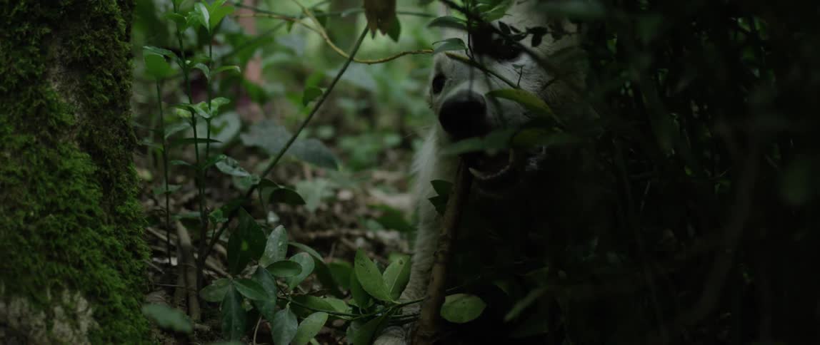 Dog in the forest biting branches