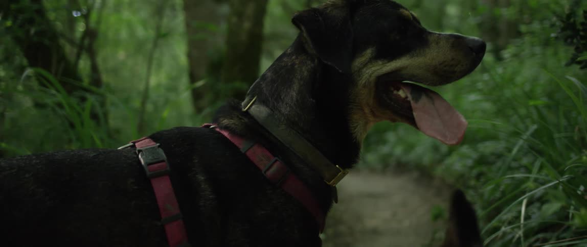 Dogs wearing harnesses on outdoor trail
