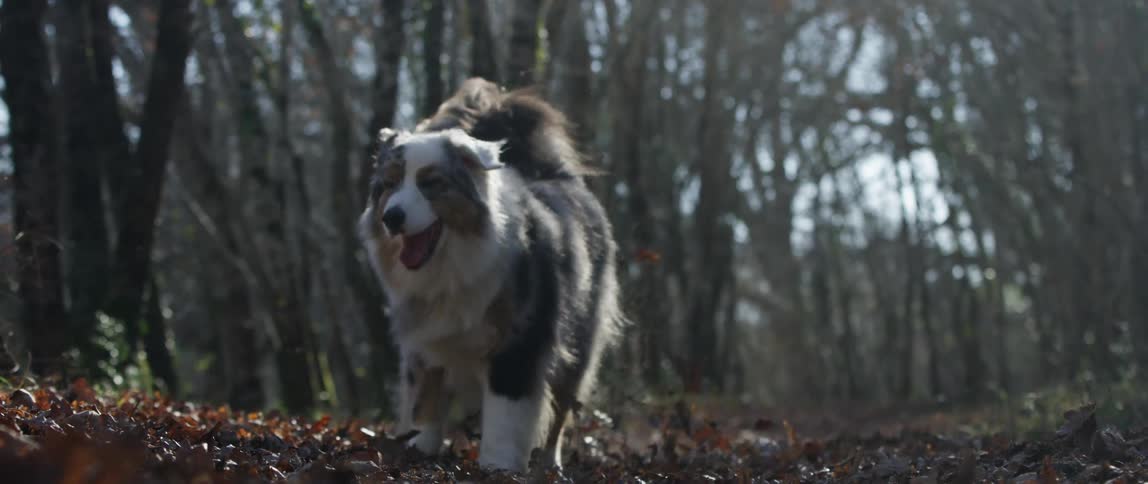Happy playful pet on a path in the forest