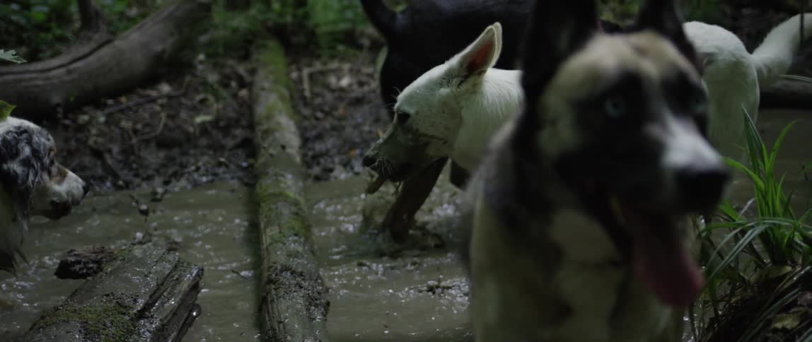 A group of dogs play in the mud and water