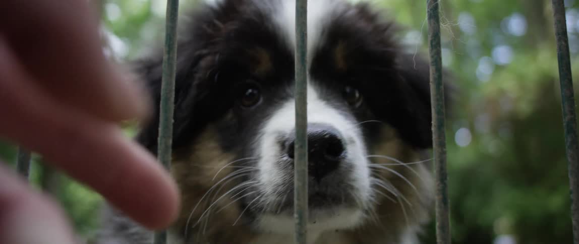 Dog sniffing a persons hand