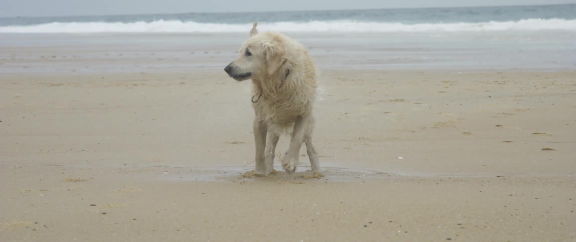 Whitefurred dog shaking its body and splashing water on the beach sand