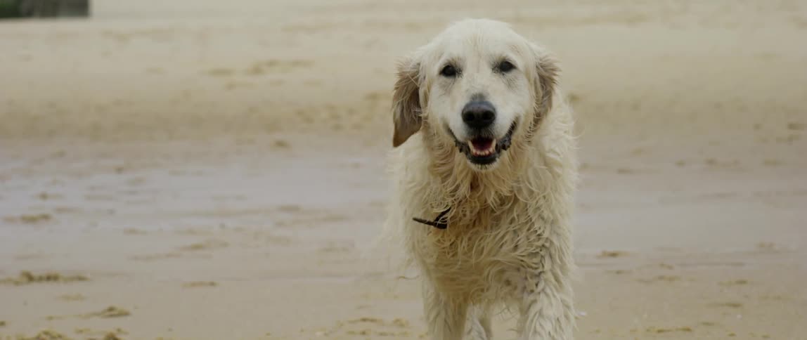 The dog is running on the beach