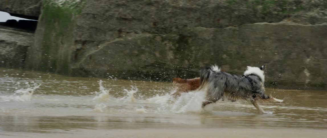 Dogs running on the beach during a cloudy day