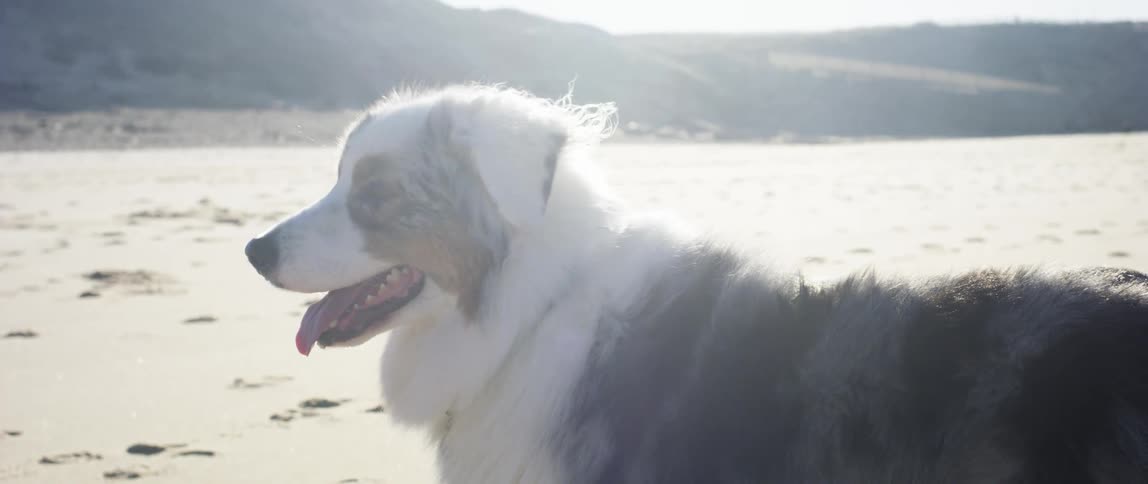 An australian shepherd dog stands in a sandy area and the sunlight is shining on its fur