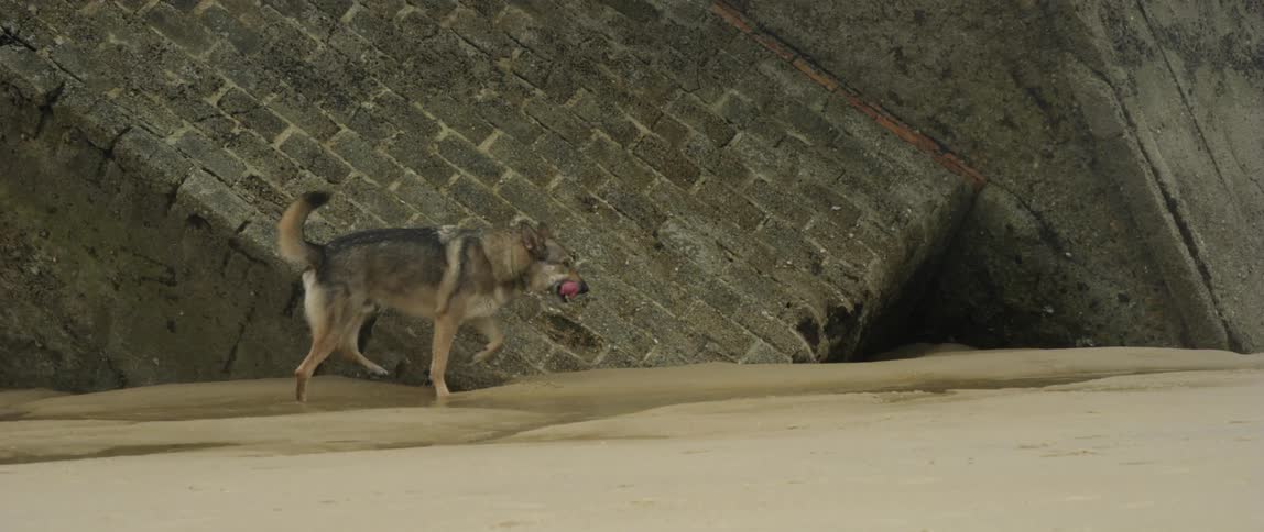 A dog lifts its paw and urinates on the wall and leaves