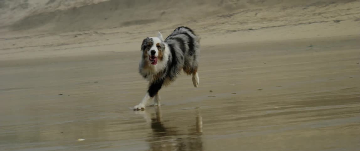 Australian shepherd running on the wet sand of the beach