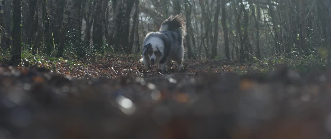 A dog runs and fetches a stick in a wooded area with scattered leaves
