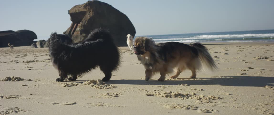 Several dogs on a beach walking running and playing with each other