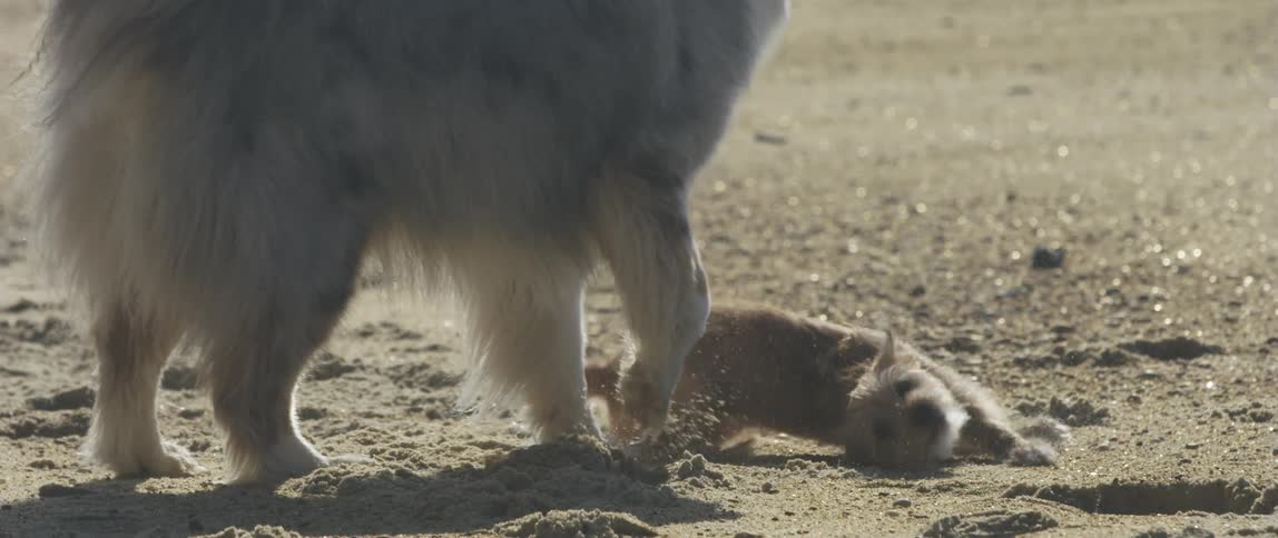 Two dogs are playing in the sand