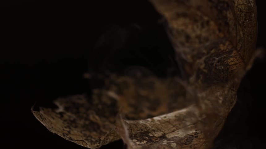 A decayed dead leaf falling