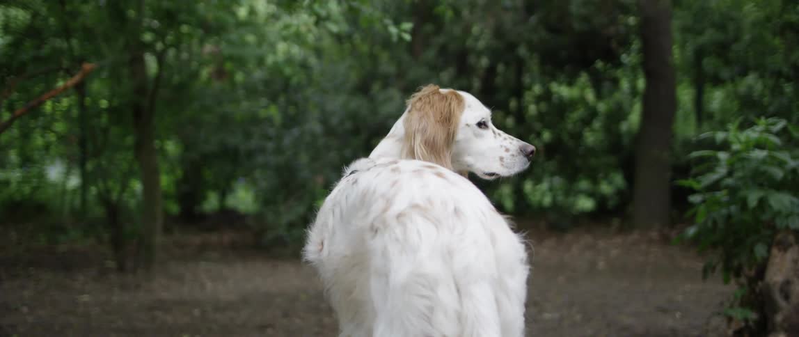 Whitefurred dog in the middle of a forest