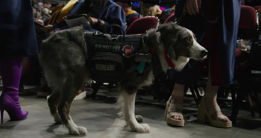 A person walks their service dog indoors