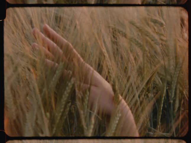 Hand of a woman in the midst of a wheat field