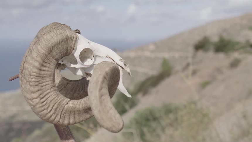 Closeup of an animal horn in the mountains