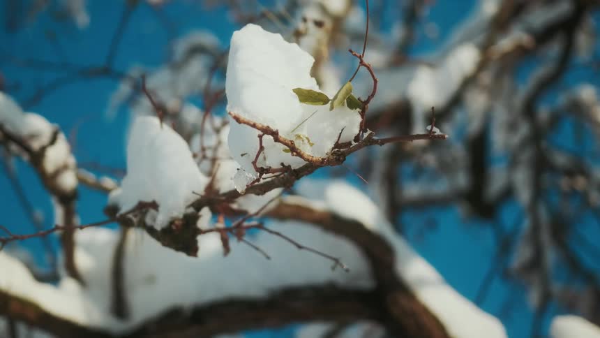 Closeup of branches on a tree with snow against a blue sky