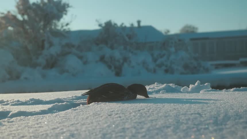 The bird is picking at the snow