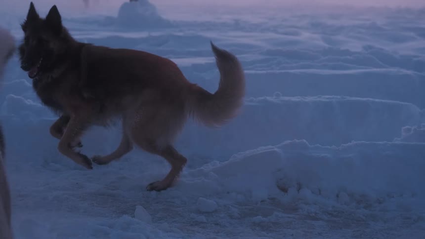 Dogs playing in a snowcovered field at dusk