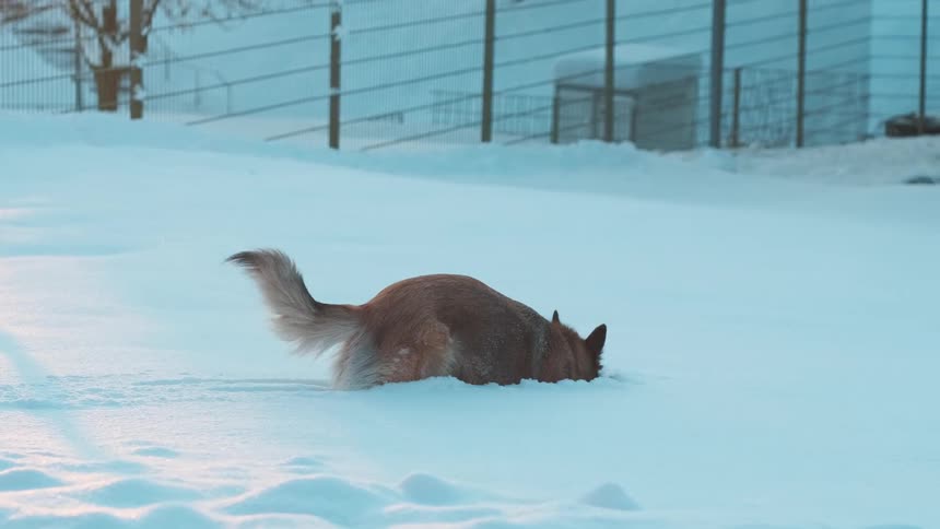 A dog runs and leaps in the snow in a residential neighborhood