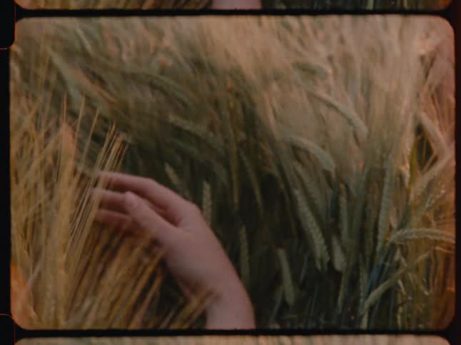 A clip of a human hand playing with the wheat plant