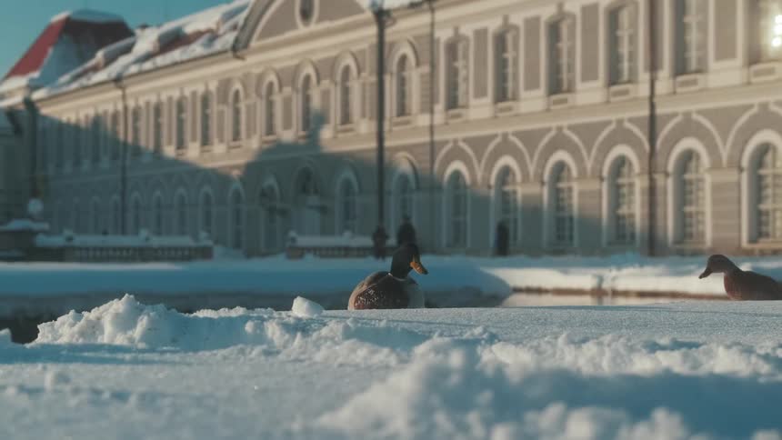 Duck on the edge of a lake in the middle of the city and on snowcovered ground