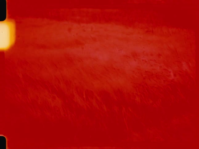 Grass in field bends with the wind