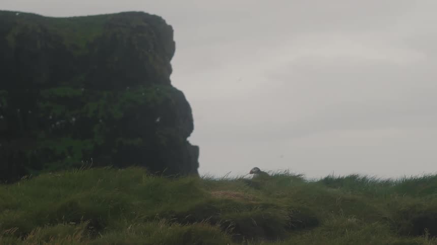 Puffin bird amidst a mountain on a cloudy day