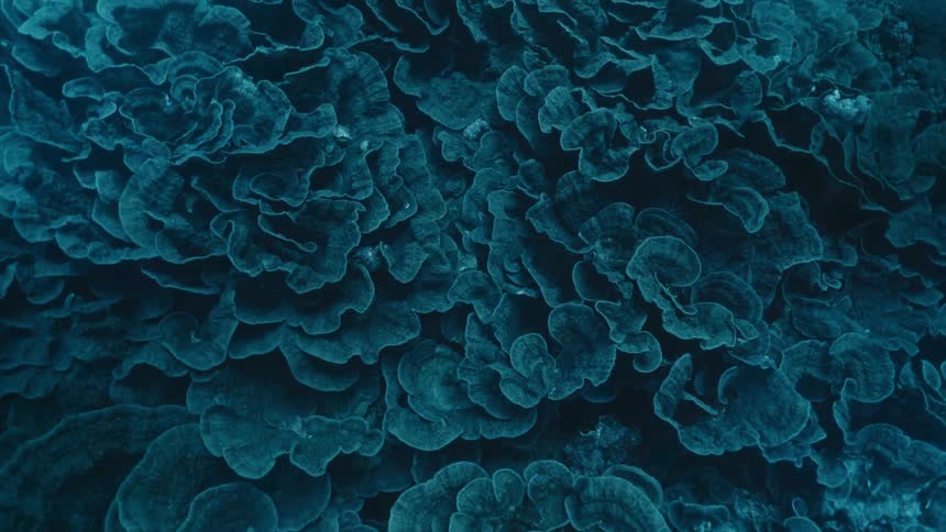 A type of vegetation on the bottom of the blue colored sea