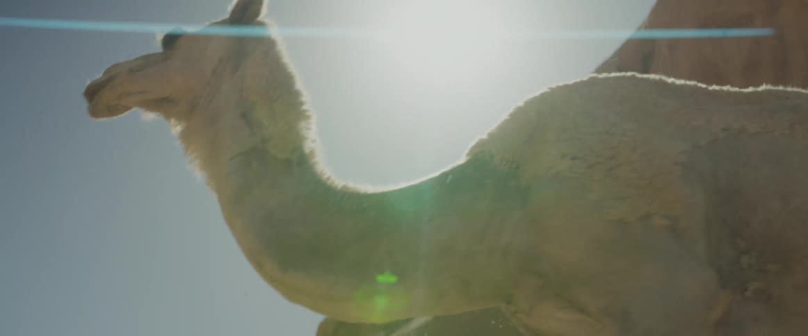 View of camels walking in a natural environment