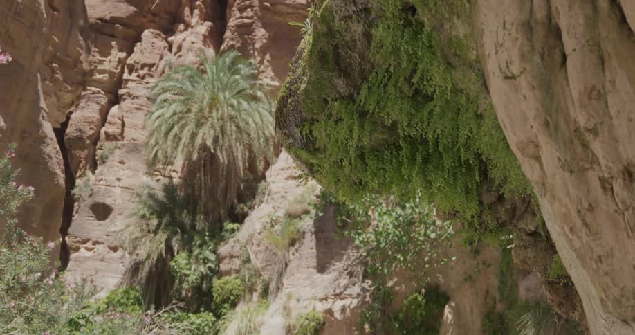 The water that dripped from the rock fell onto the plants