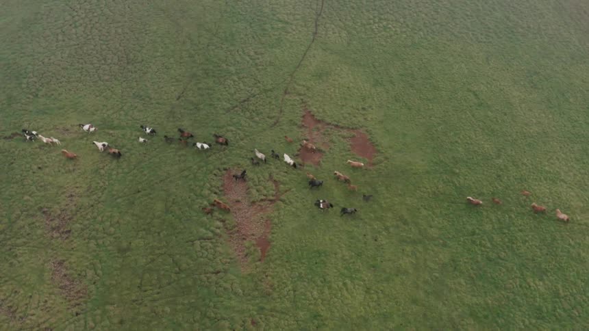 Aerial of wild horses runningacross a green field