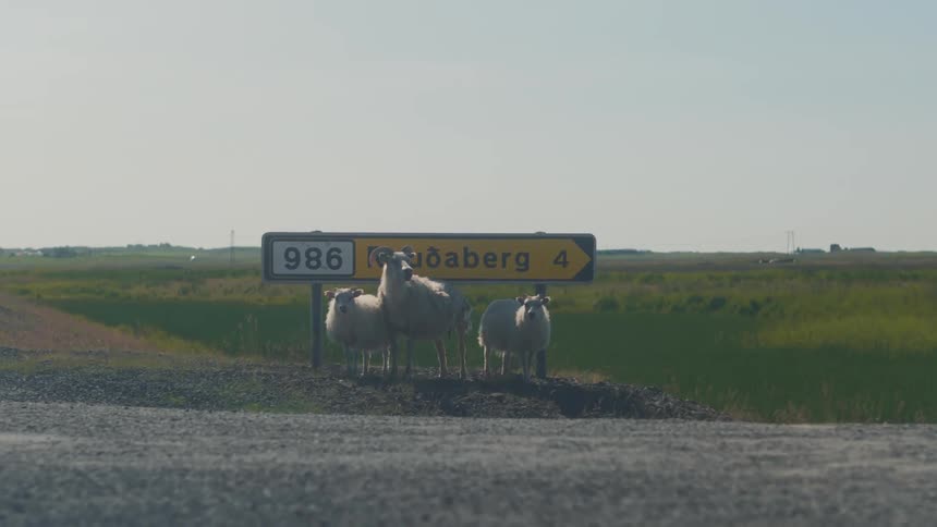Three sheep standing in front of a sign beside the road