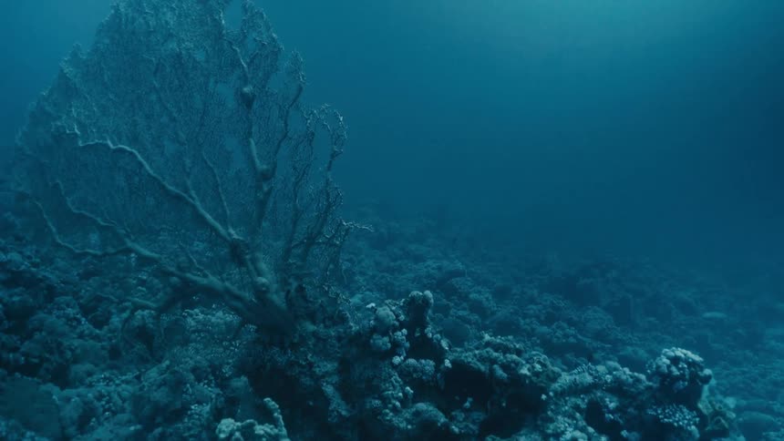 An all blue coral reef