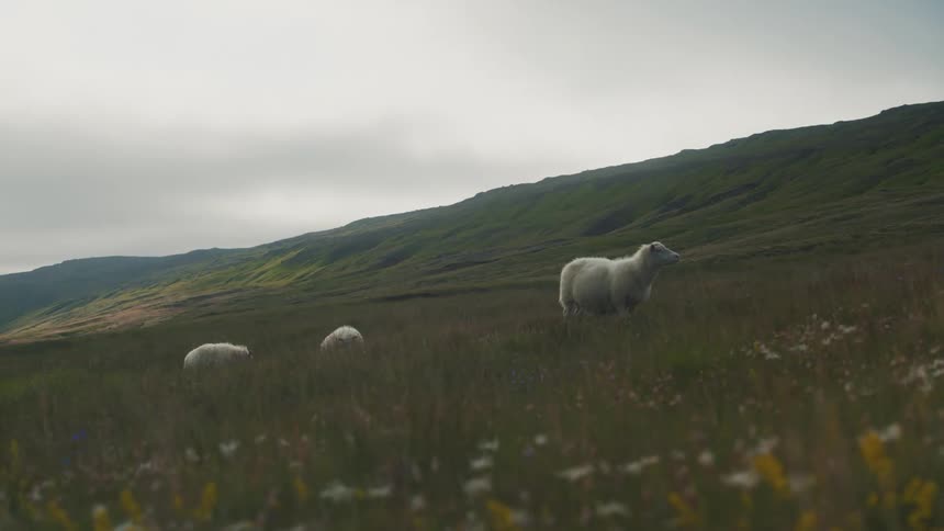 Some sheep in a pasture field that goes up to the hills on the horizon