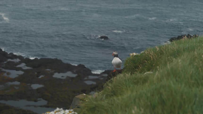Atlantic puffin on a cliff by the sea
