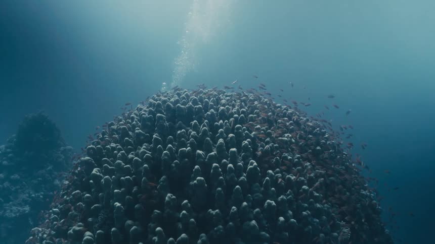 View from inside the sea of divers passing through coral reefs