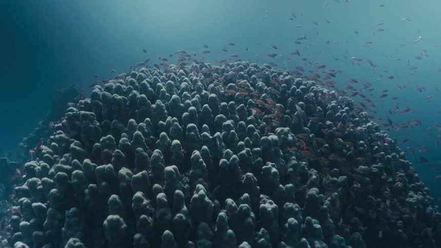 At the bottom of the sea amid a coral reef with fish swimming around
