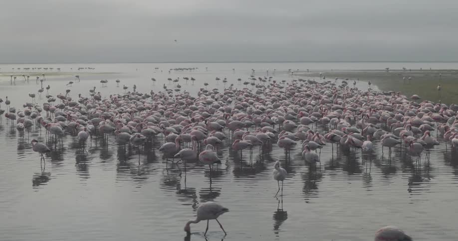 Flamingos in a lake on a cloudy day