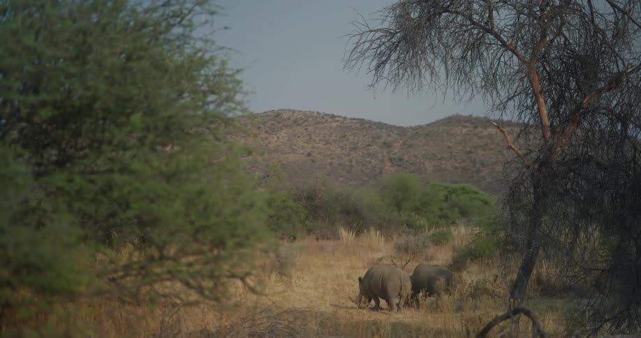 Two rhinoceroses in the jungle