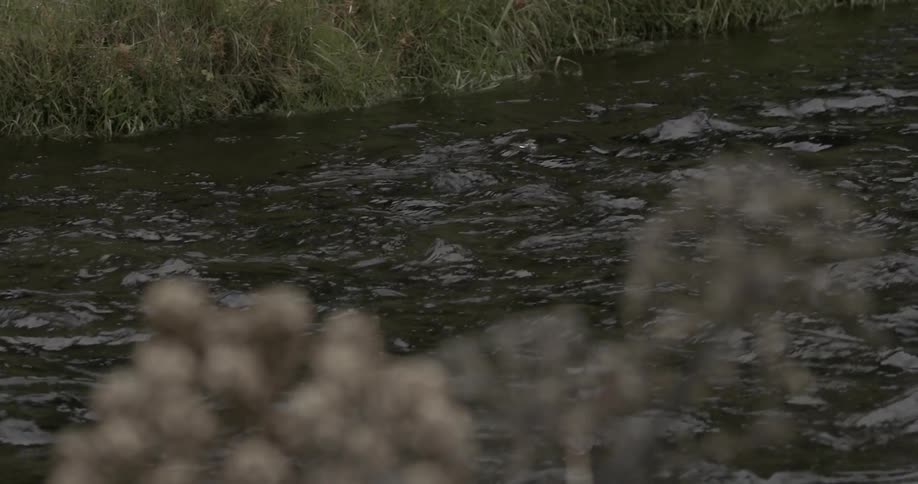 The stream has rough waters surrounded by grass