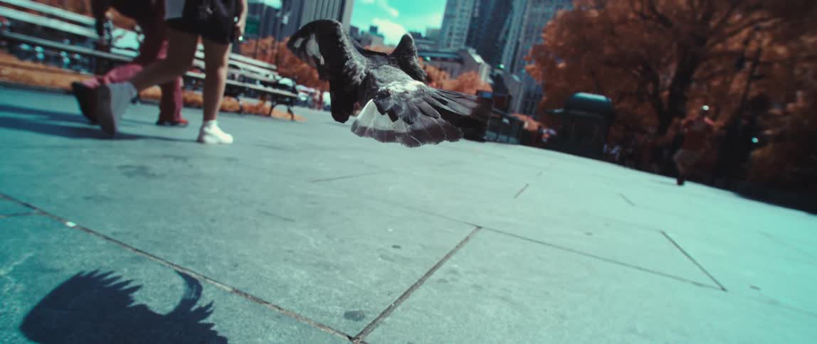 Pigeon lifts off from the sidewalk and flies behind people walking in the city