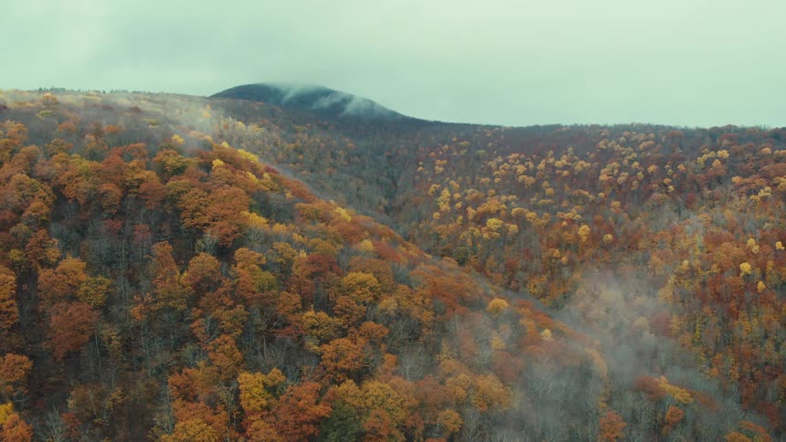 Panorama of a forest in different colors on a cloudy day