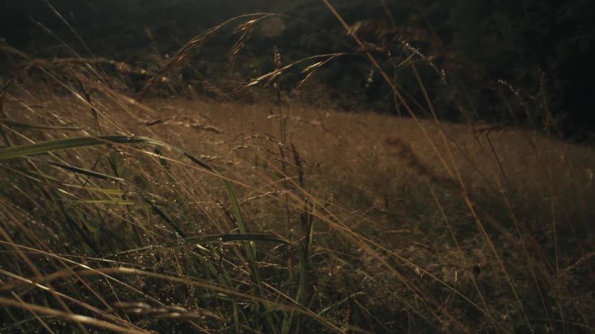 A meadow during sunset